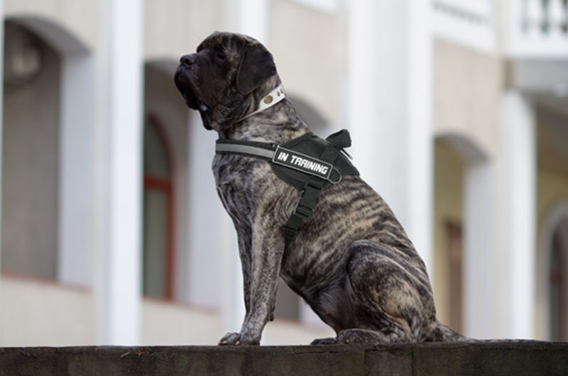 Tracking Nylon Mastiff Harness