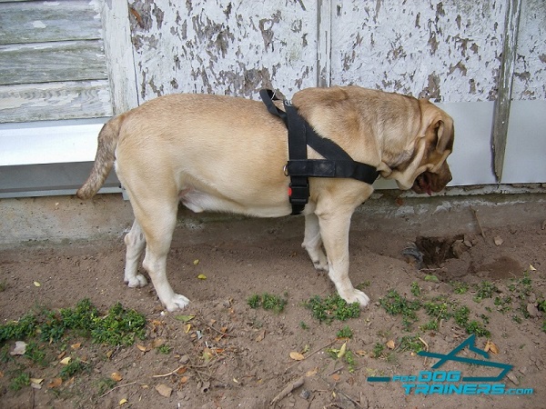 Extremely Comfortable Design Nylon Harness for Dog Daily Use