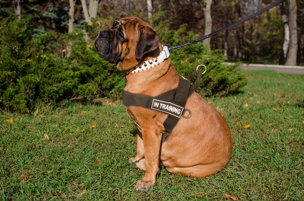 Nylon Walking Bullmastiff  Harness