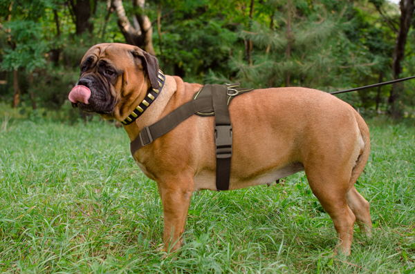 Walking Nylon Bullmastiff Harness