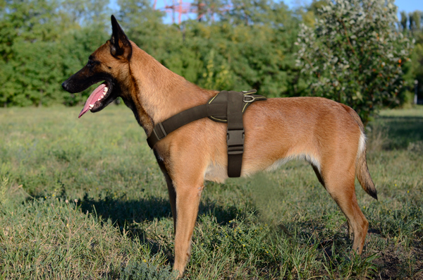 Tracking Nylon Belgian Malinois Harness