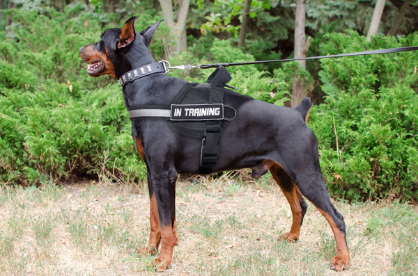 Walking Nylon Doberman Harness