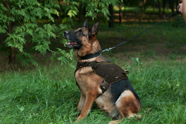 Tracking Nylon Dog Harness on German Shepherd