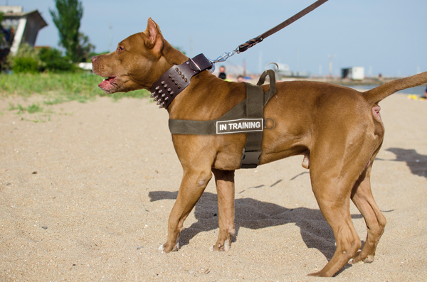 Walking Training Nylon Pitbull Harness