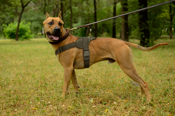 Chest Padded Nylon Pitbull Harness