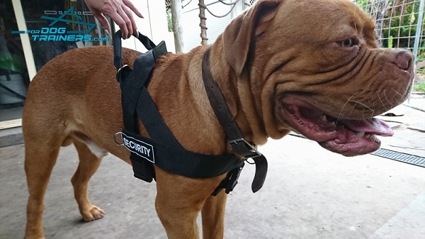Lightweight Nylon Dog Harness Fits Great Massive Breeds as Dogue De Bordeaux
