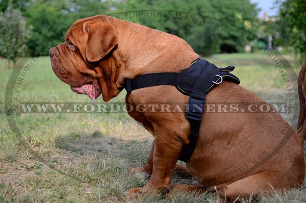Dogue-de-Bordeaux Harness wide non rubbing straps