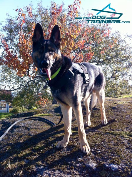 Any Weather Harness Designed Specially for German Shepherd