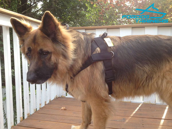 Multitasking Nylon Dog Harness for Duke German Shepherd