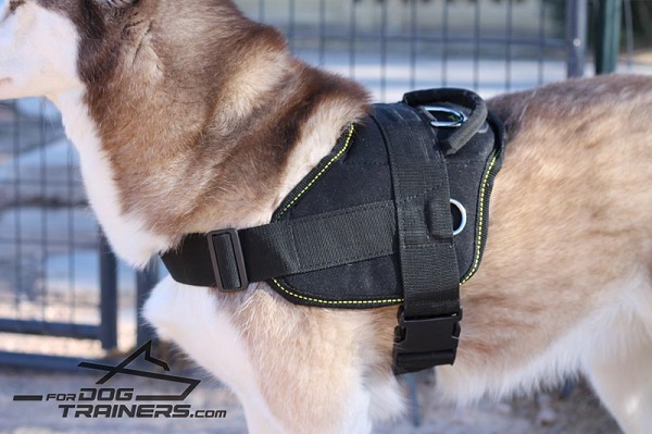 Adjustable Nylon Harness for Husky Walking