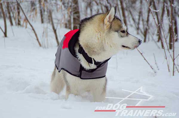 Nylon winter coat for Huskies