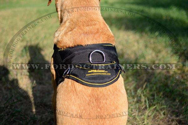 Comfy durable handle for nylon pulling Labrador harness