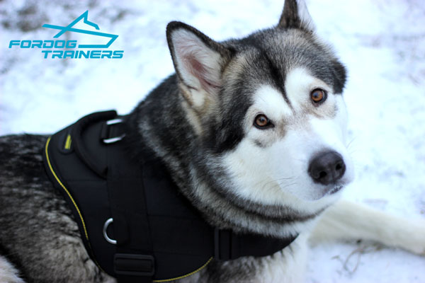 Light in Weight Nylon Malamute Harness with Comfy Handle