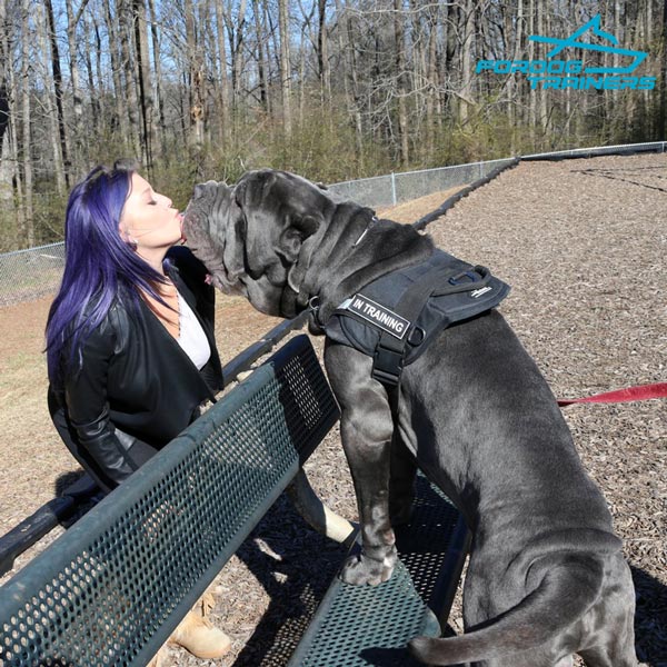 Any-weather Neapolitan Mastiff harness