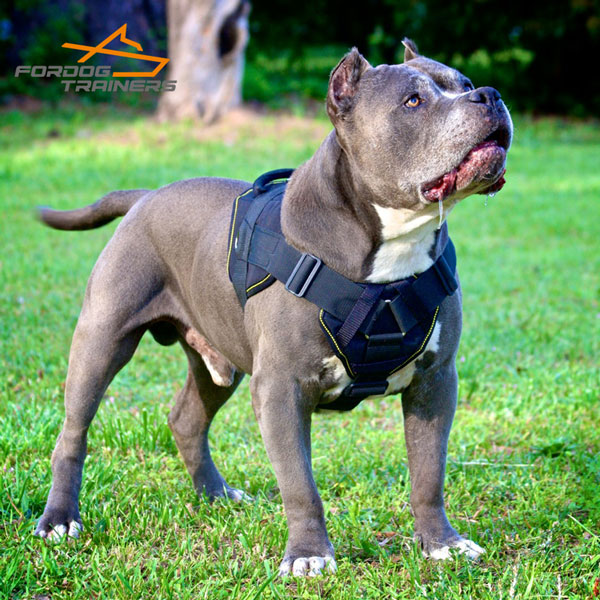 Easy to Control Nylon Harness for Pitbull