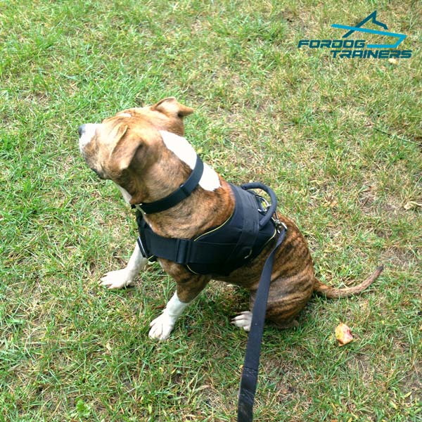 Pitbull Nylon Harness for Large and medium Breeds