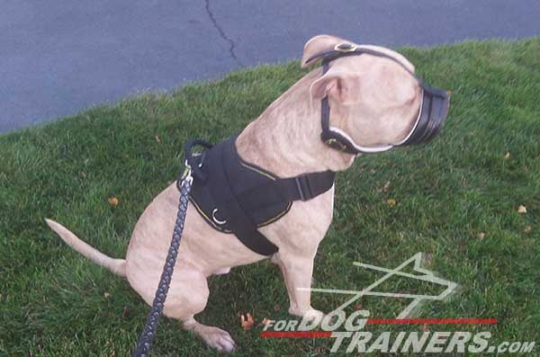 Easy to grab handle for better controlling your Pitbull