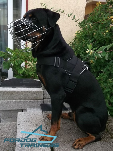 Any Weather Dog Harness for Rottweiler Walking