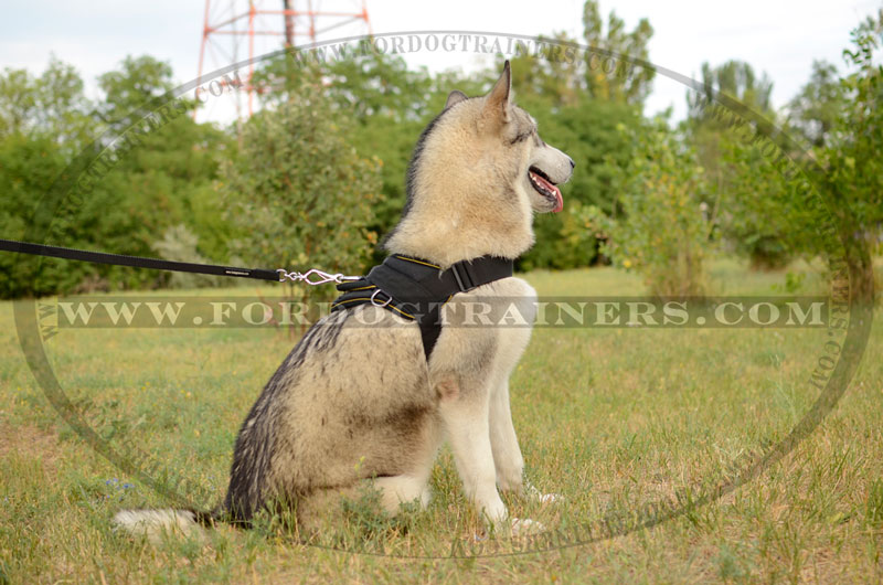 Siberian Husky Nylon dog harness pulling(multipurpose harness) [H6