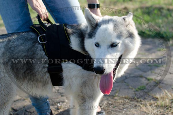 Strong soft handle for easy handling Siberian Husky