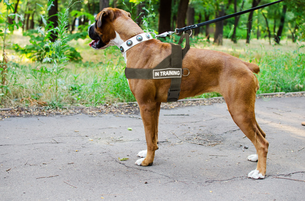 Attack Training Nylon Great Dane Harness