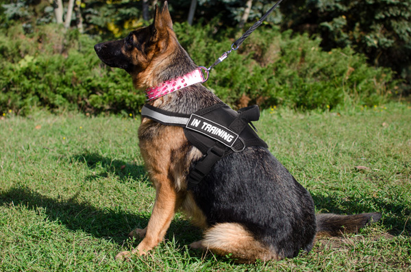 Any weather nylon dog harness on German Shepherd