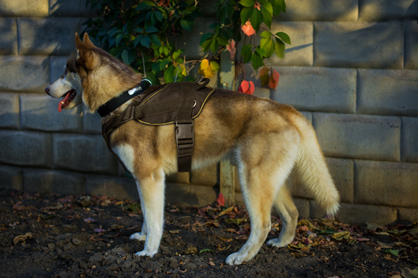 Training Dog Nylon Harness on Siberian Husky
