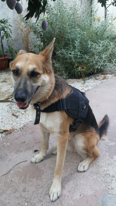 Nylon dog harness for efficient training