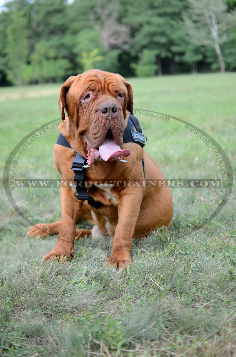 Better control everyday all weather dog harness for Bullmastiff - H17  [H17##1073 Nylon harness with id patches] - $38.99 : Best quality dog  supplies at crazy reasonable prices - harnesses, leashes, collars