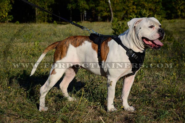 Pure leather padded dog harness for American Bulldog
