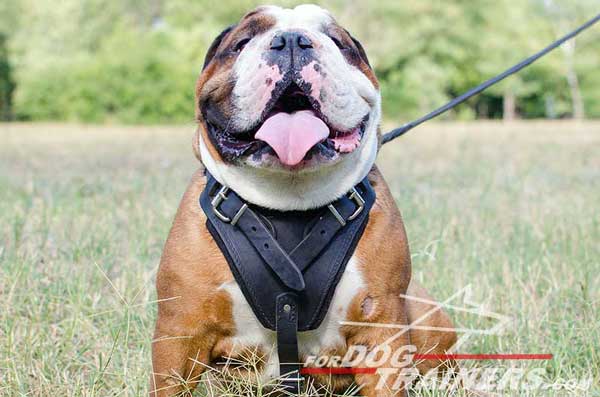 Padded Chest plate of English Bulldog Harness