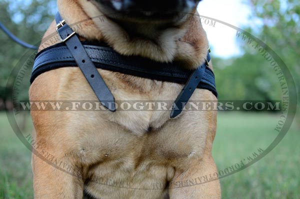 Comfy Chest Strap of Leather Bullmastiff Harness