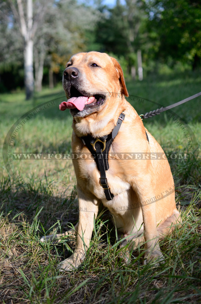 Tracking / Walking dog harness made of leather - H3_1