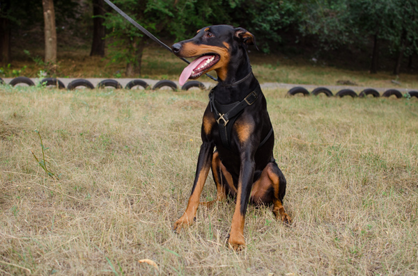 Walking Doberman Harness Made of Leather