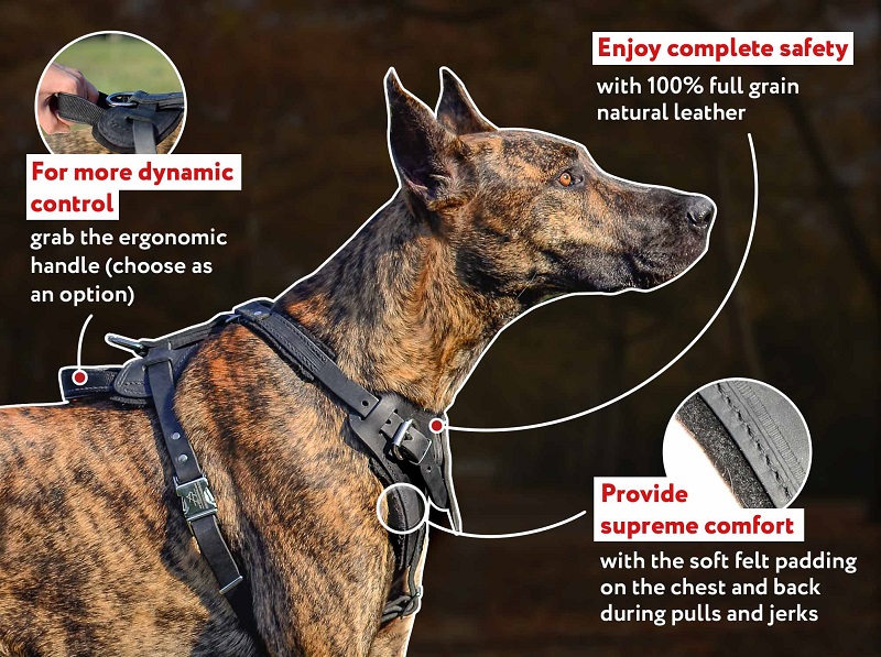 Quality Training Leather Dog Harness on German Mastiff