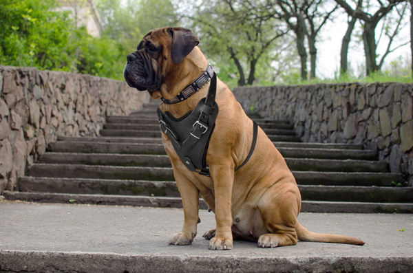 Protection Training Leather Mastiff Harness