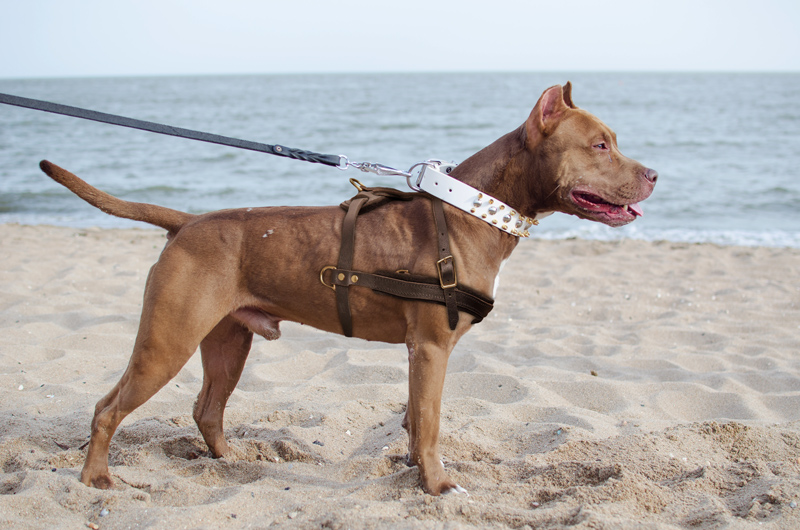 Pitbull Leather Dog Harness for Tracking, Training, Walking