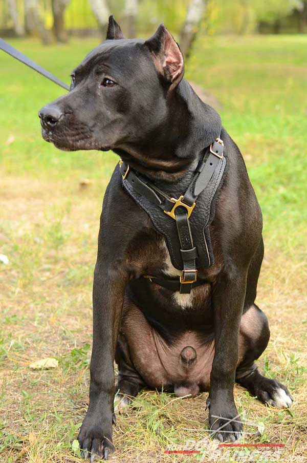 Durable leather Pitbull harness with brass fittings