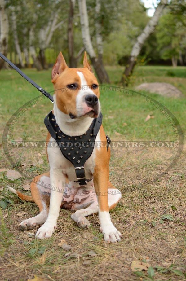 Cool Spiked Dog Harness & Collar & Leash Golden Rivets Amstaff Boxer  Vest