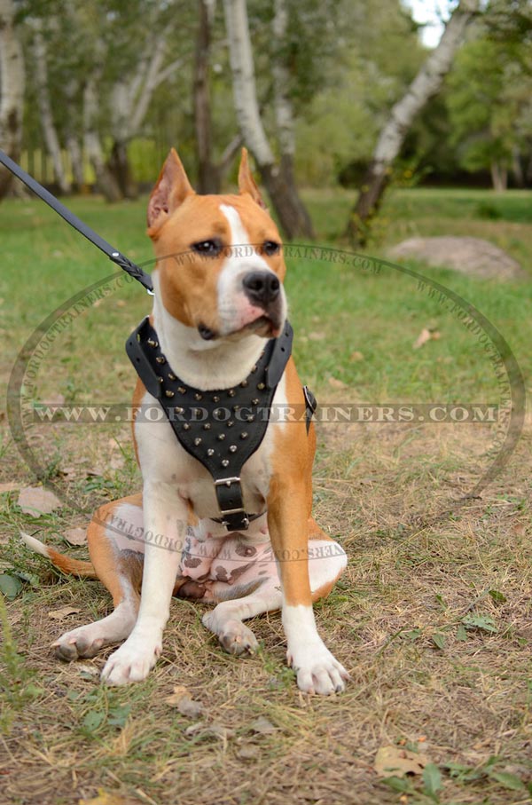 Spiked Walking Amstaff Harness