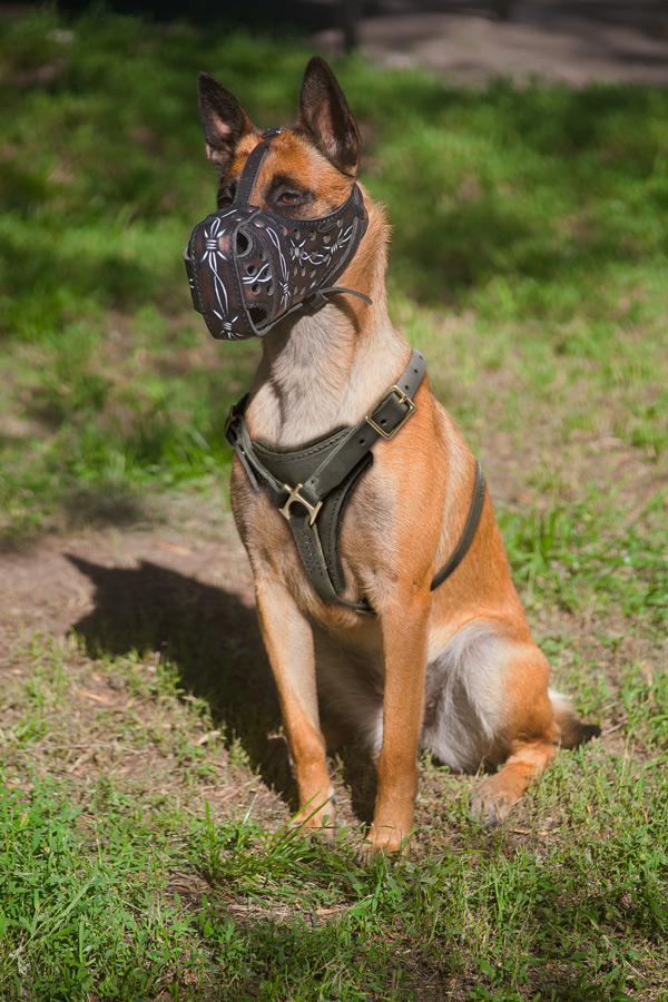 Walking Training Leather Belgian Malinois Harness