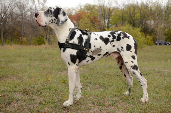 Tracking Leather Great Dane Harness
