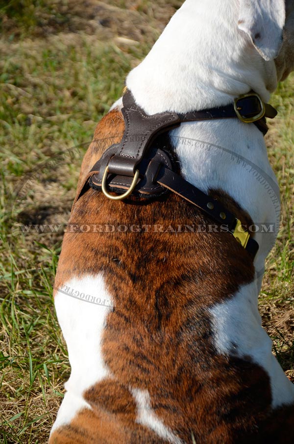 harness equipped with D-ring for a dog lead
