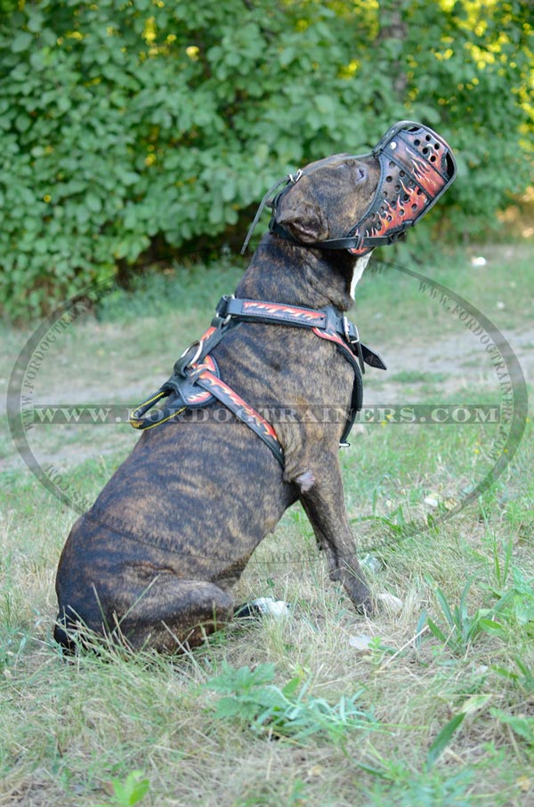 Amstaff Harness Handpainted Fire Image