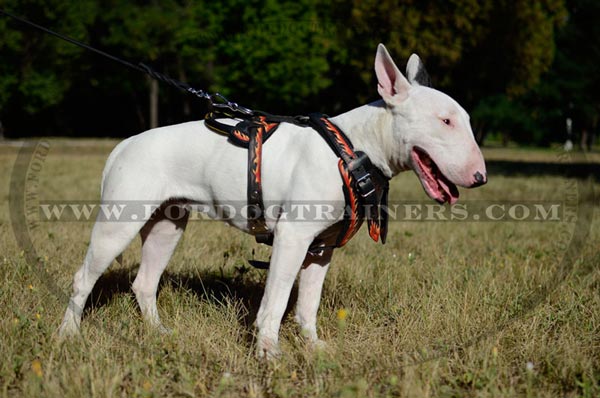 Training Bull Terrier Harness Painted Leather