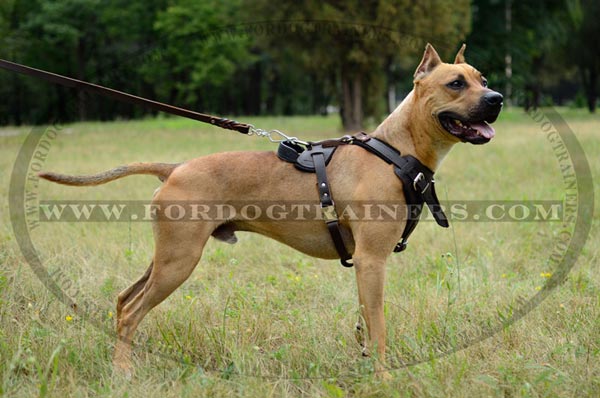 american standard bull terrier