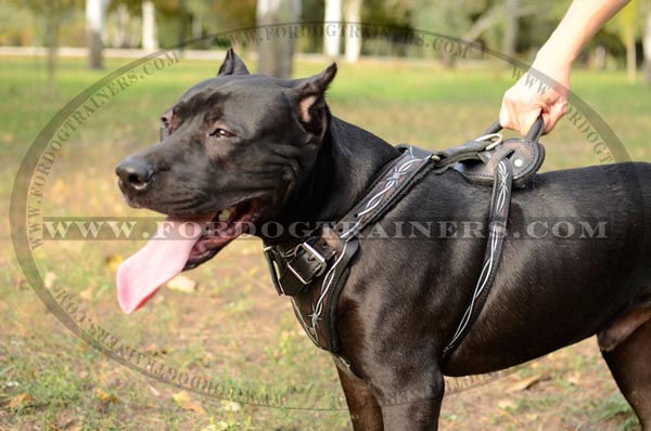 Leather Pitbull Harness with Easy-to-Use Handle