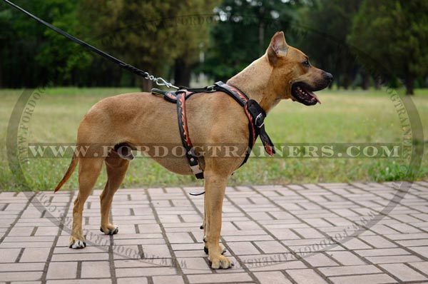 Leather Pitbull Harness with Red Flames