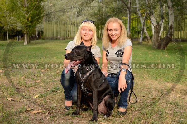 Leather Pitbull Harness for Walking and Training