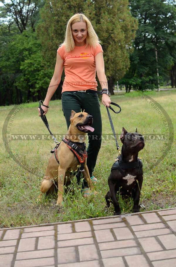 Leather Pitbull Harness for Walking in Style